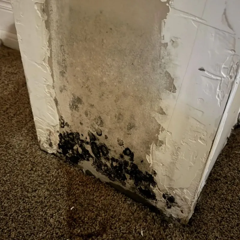 Professional Mold Removal in Luttrell, TN